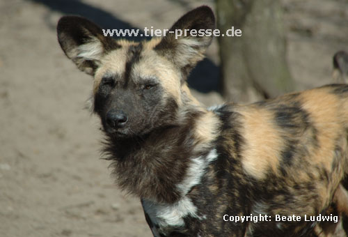 Afrikanischer Wildhund / Wild dog