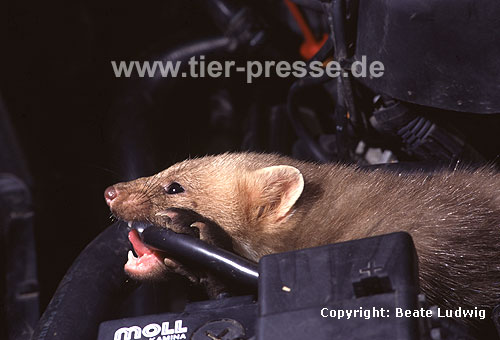 Steinmarder im Motorenraum beit in ein Kabel / Beech marten in engine chamber biting in a cable / Martes foina
