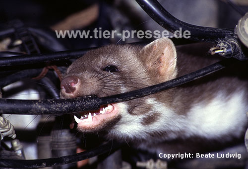 Steinmarder im Motorenraum beit in ein Kabel / Beech marten in engine chamber biting in a cable / Martes foina