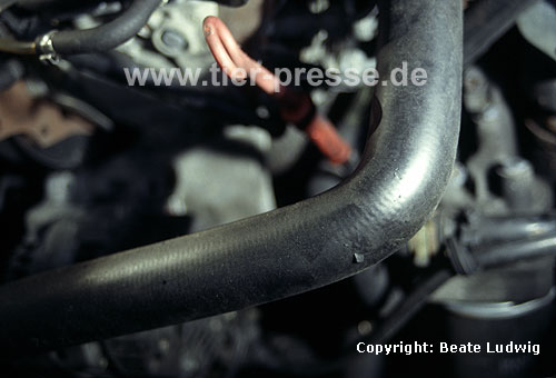 Vom Steinmarder bebissener Khlschlauch / Cooling hose damaged by a Beech marten / Martes foina