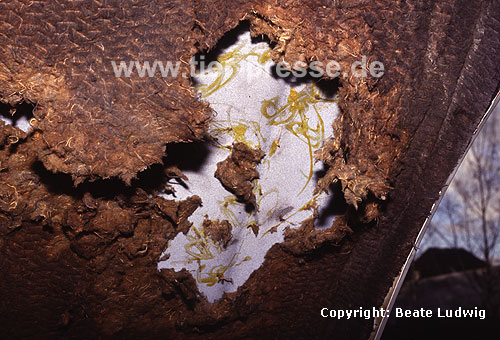 Steinmarderschaden im Motorenraum, Haubendmmung / Damage in an engine chamber caused by a Beech marten, damming / Martes foina