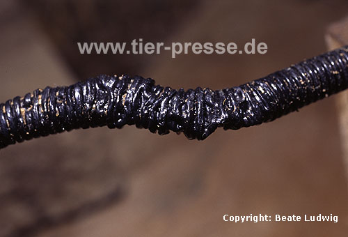 Von einem Steinmarder beschdigter Kabel-Schutzschlauch / Protective tube damaged by a Beech marten / Martes foina
