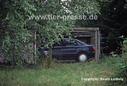 Versuchsauto in einem Steinmarder-Gehege / Car in the enclosure of a Beech marten / Martes foina