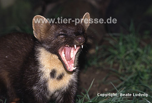 Baummarder-Rde beim Ghnen / Pine marten, male, yawning