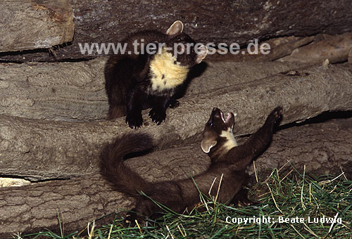 Baummarder, sich kratzende Fhe und spielendes Jungtier / Pine marten, female and cub, playing