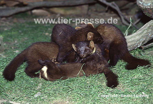 Baummarder, Fhe mit Jungtieren / Pine marten, female with cubs