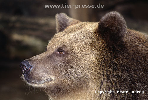 Braunbär / Brown bear