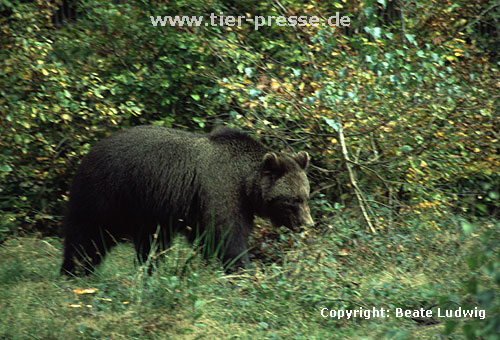 Braunbär / Brown bear
