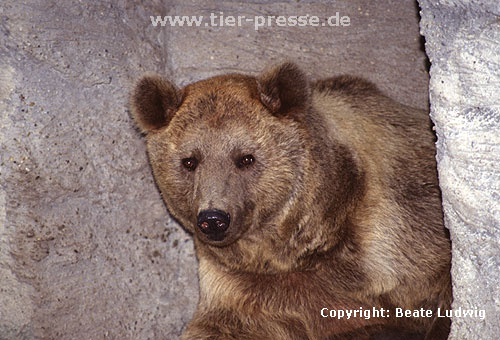 Syrischer Braunbär / Syrian Brown bear