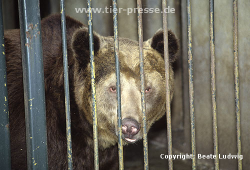 Braunbär im Käfig / Brown bear in a cage