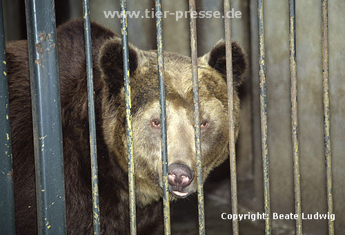 Braunbr im Kfig / Brown bear in a cage