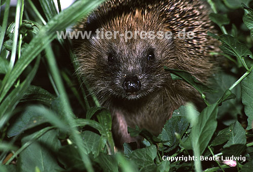 Igel (Braunbrustigel, Westigel) / Western hedgehog / Erinaceus europaeus