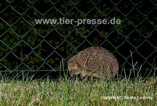 Igel (Braunbrustigel, Westigel) / Western hedgehog / Erinaceus europaeus