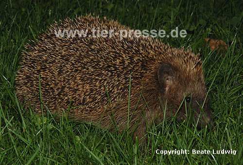 Igel (Braunbrustigel, Westigel) / Western hedgehog / Erinaceus europaeus