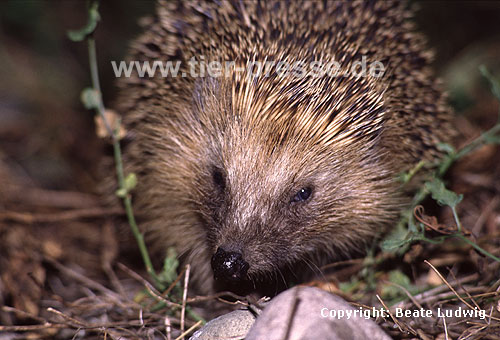 Igel (Braunbrustigel, Westigel) / Western hedgehog / Erinaceus europaeus