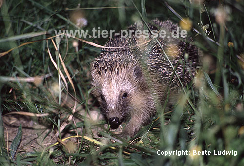 Igel (Braunbrustigel, Westigel) / Western hedgehog / Erinaceus europaeus