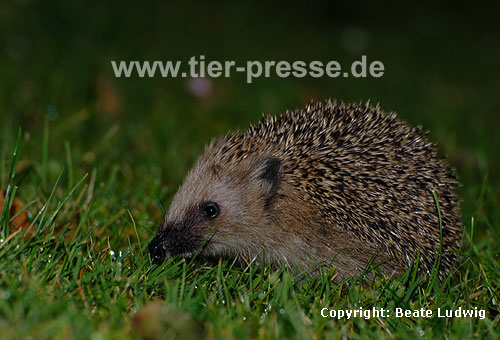 Igel (Braunbrustigel, Westigel) / Western hedgehog / Erinaceus europaeus
