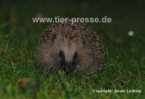 Igel (Braunbrustigel, Westigel) / Western hedgehog / Erinaceus europaeus