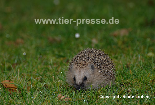 Igel (Braunbrustigel, Westigel) / Western hedgehog / Erinaceus europaeus