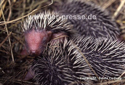 Igel, Wurf / Western hedgehog, litter / Erinaceus europaeus