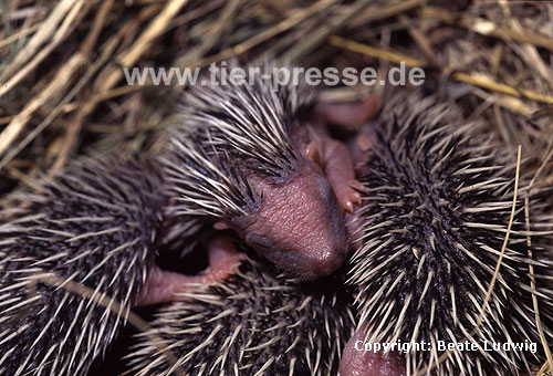 Igel, Suglinge / Western hedgehog, litter / Erinaceus europaeus