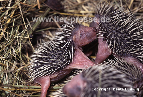 Igel, Nestlinge / Western hedgehog, litter / Erinaceus europaeus