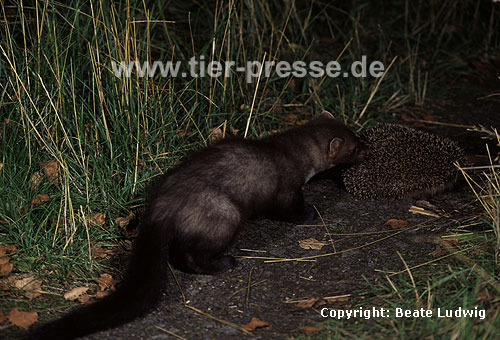 Igel und Steinmarder / Western hedgehog and beech-marten / Erinaceus europaeus, Martes foina