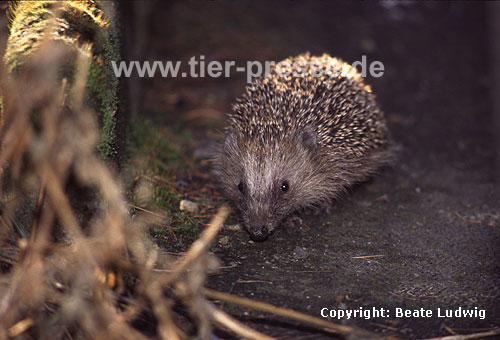 Igel, Winteraktivitt / Western hedgehog, active in winter / Erinaceus europaeus