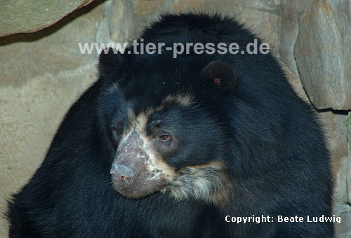 Brillenbär, Andenbär / Spectacled bear