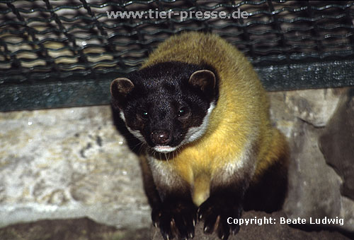 Buntmarder, Charsa im Zoo / Yellow-throated marten in a zoological garden