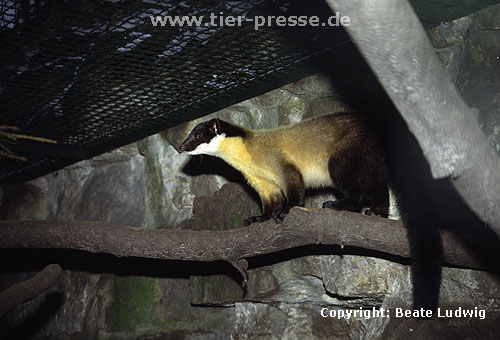 Buntmarder, Charsa im Zoo / Yellow-throated marten in a zoological garden