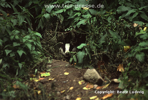 Europischer Dachs / European Badger