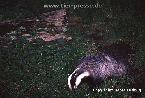 Europischer Dachs / European Badger