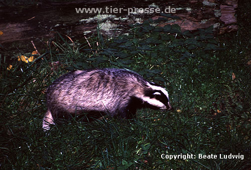 Europischer Dachs / European Badger