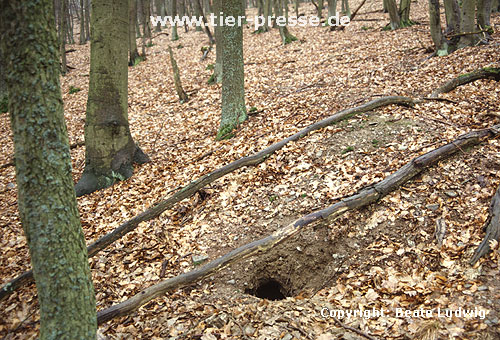 Europischer Dachs: Eingang zum Bau / European Badger: Burrow, entrance