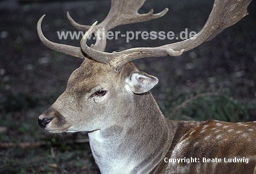 Damhirsch / Fallow deer