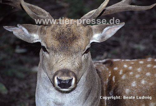Damhirsch / Fallow deer
