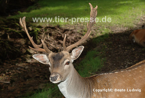 Damhirsch / Fallow deer
