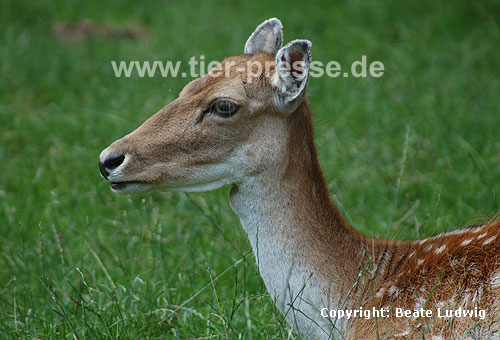 Damhirsch / Fallow deer