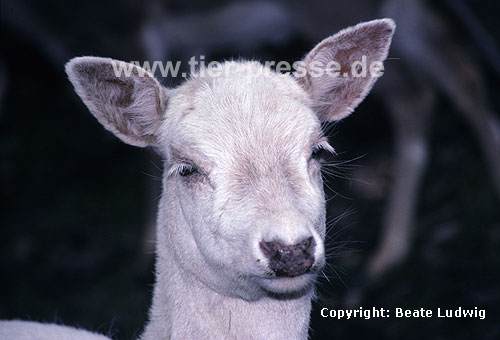 Damhirsch, weiße Zuchtform / Fallow deer, white variation