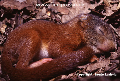 Junges Eichhrnchen / Young Red squirrel
