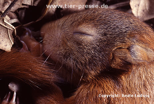 Junges Eichhrnchen / Young Red squirrel