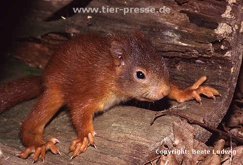Junges Eichhrnchen / Young Red squirrel