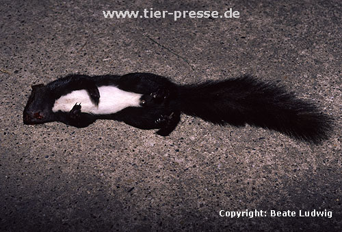 berfahrenes Eichhrnchen, schwarze Farbvariante / Red squirrel, road-killed, with black fur