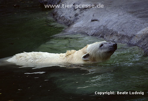 Eisbär / Polar bear