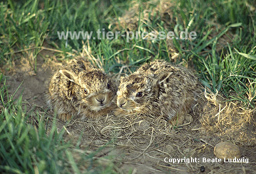 Europische Feldhasen, wenige Tage alte Jungtiere / European hares, a few days old