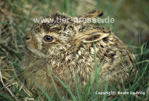 Europischer Feldhase, wenige Tage altes Jungtier / European hare, a few days old