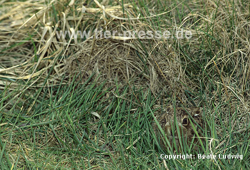 Europischer Feldhase, wenige Tage altes Jungtier / European hare, a few days old