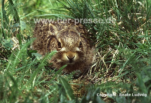 Europischer Feldhase, Jungtier / European hare, young