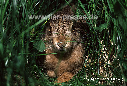 Europischer Feldhase / Brown hare, European hare